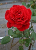 Rose02