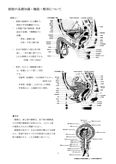 ★理学療法・作業療法実習対策レポート★膀胱の基礎知識・機能・解剖について